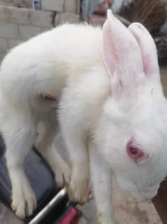 red eyes withe rabbits 1
