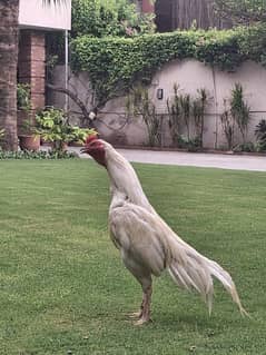 heera aseel