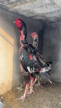 Pure O Shamo pair