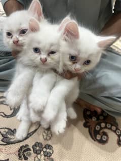 kittens