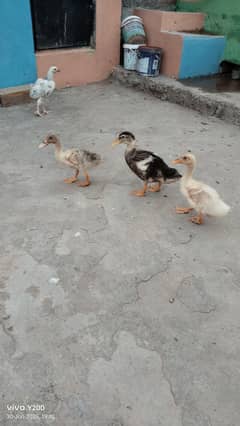 Duckling