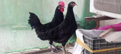 black austroplo commercial pair