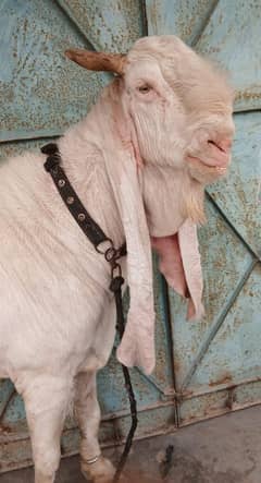 Heavy Weight Gulabi Bakra