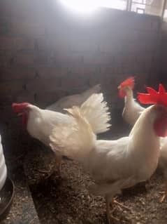 sfaid murghy for sale