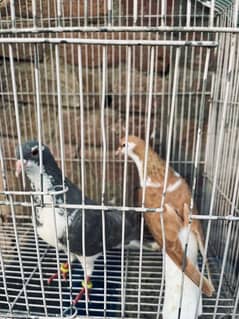 a breeder pair is up for sale