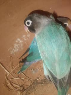 love bird ,budgies