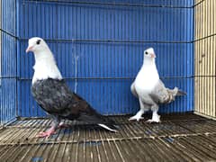 Karbalai breeder pair 7500