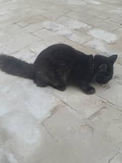 lyny