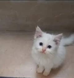 two white one black Persian kitten for sell