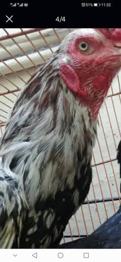 Home Breed Aseel Male and cross Hen