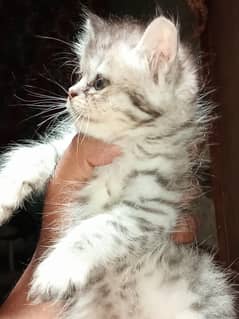 Mash Allah Cute Cats