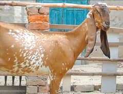 Bakri