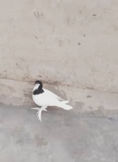 beautiful ( Fancy ) black siraaj