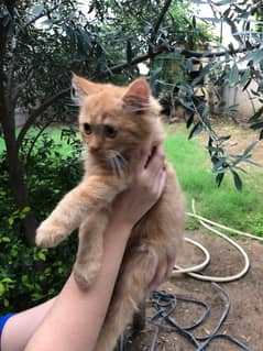 3  months old Persian male kitten