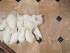 Punch face Kittens and Breeder Cats Available  03051141169 What's App