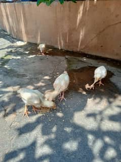 heera check for sale