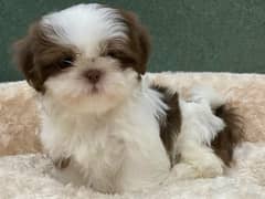 shitzu puppies/ shitzu dog's/ dog's for sale 03452046711