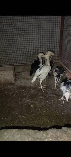 1 month chicks for sale location Lahore par piece 2000