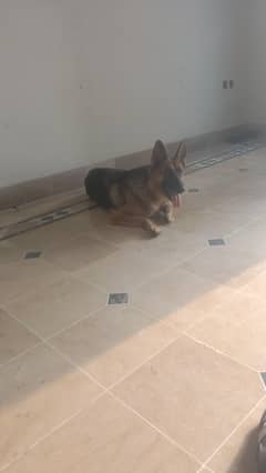 German Shepherd