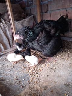 pure aseel lasani madi with 5 aseel chicks 03175088407
