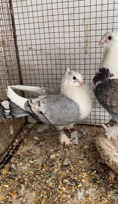 Sentinet Breeder Pair