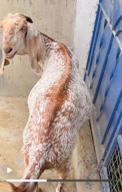 Pure White Big Size Makkhi Cheeni Female