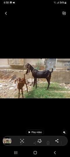 bakri