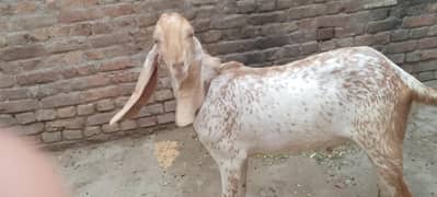 khasi