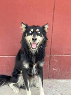 siberian husky