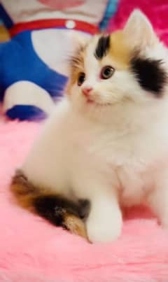 Persian Kittens For Sale Contact 03287625932 WhatsApp