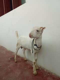 tedda bakra