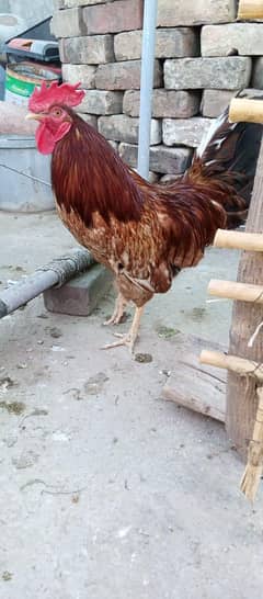 Desi murghy