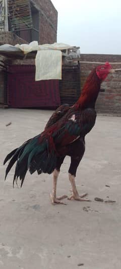 aseel shamo