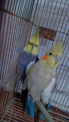 cockatiel