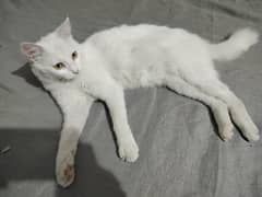 Persian cat available