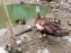 Muscovy ducks, ke pairs han one Muscovy duck pair with 5 chicks,