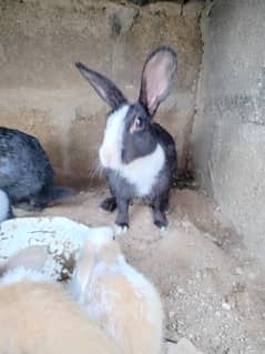 Rabbits for sale