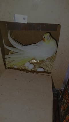 Breeder Common white Female For Sale