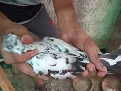 URGENTLY SALE!! | PAIRS OF PIGEONS | LAKKY , ASMANI ,KAASNE AND OTHERS