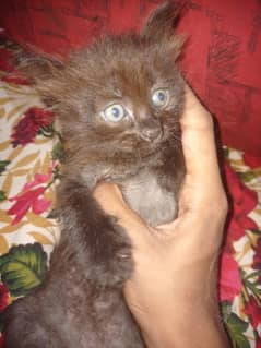 sa very beautiful cat