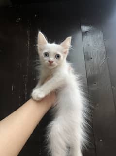 Salling kittens