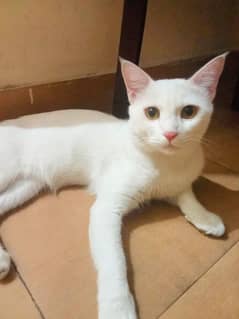 Male Cat For Sale