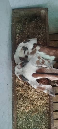 mail female pair