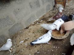 Pigeon for sell only serious Buyer contact Shukriya