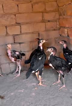 high quality chicks for sale