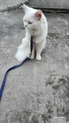 Persian  cat