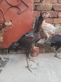 Yokri burmi + penas pokoye