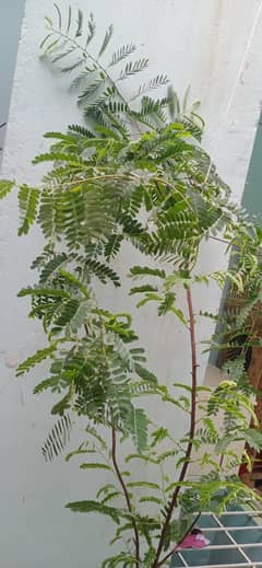 Tamarind Plant for Sell ( Malir )