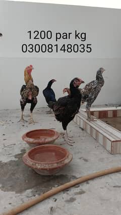 Aseel hen and Aseel chicks
