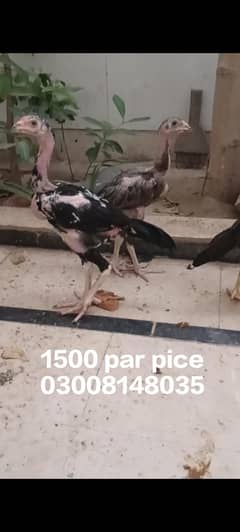 Aseel hen and Aseel chicks